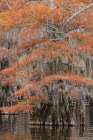 Bald cypress trees and autumn colors in southern swamp, Caddo Lake, Texas. Art Print